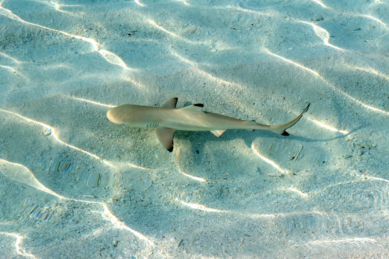 A surfer brushed off a bite from a blacktip shark and went straight to the bar for free drinks. (Getty)