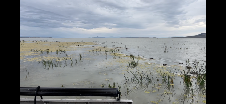 The bodies of dead birds dot the waters inside the Willard Spur Waterfowl Management Area in northern Utah. Officials say thousands of dead birds have been reported in recent weeks, apparent victims of an outbreak of avian botulism.