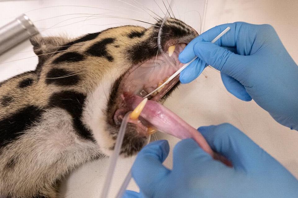 Durante los exámenes se observó tejido inflamatorio en la boca y la garganta, peor en general se encuentra en buenas condiciones, dijeron los veterinarios.