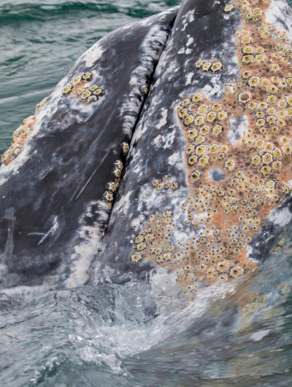 A gray whale with barnacles and whale lice.