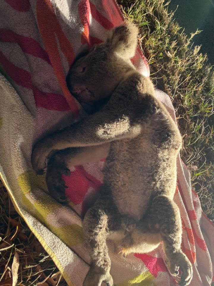 Colo the koala was well known to the rescue groups and unfortunately became a victim of the busy road.