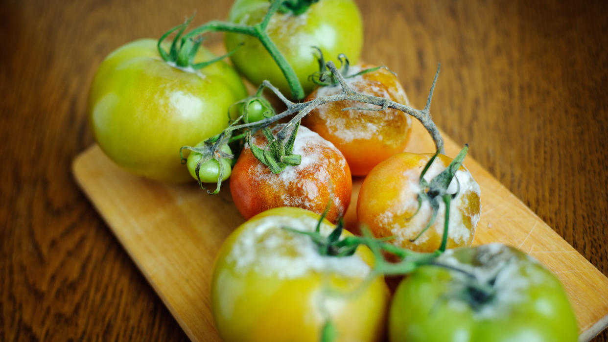 Green tomatoe with Gray Mold disease (Botrytis cinerea) and Phytophtora infestans.