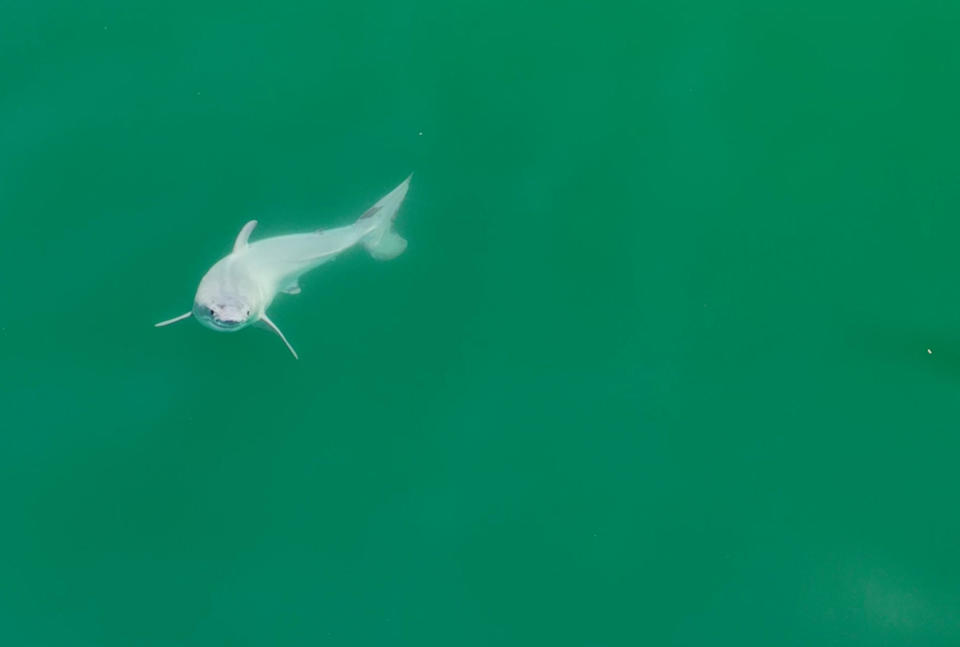 Carlos Gauna caught images of what is believed to be a newborn great white shark swimming off the coast of Santa Barbara, California, last year, in what marks the first-ever images of a great white at that stage.  / Credit: Carlos Gauna/ @TheMalibuArtist