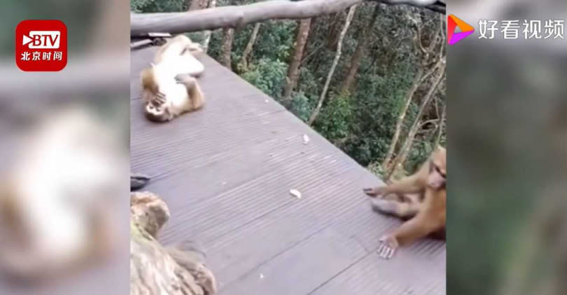 猴子似乎因接吻被偷拍感到害羞摀嘴。（圖／好看視頻）