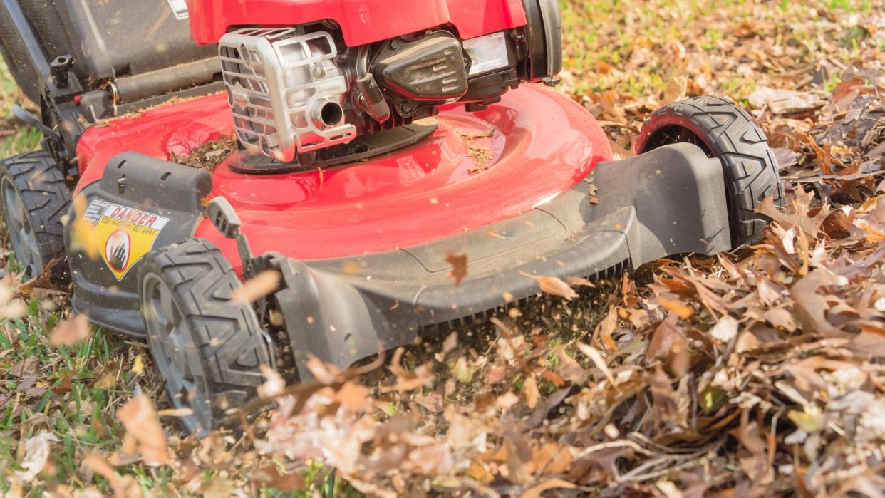  Mulching leaves. 