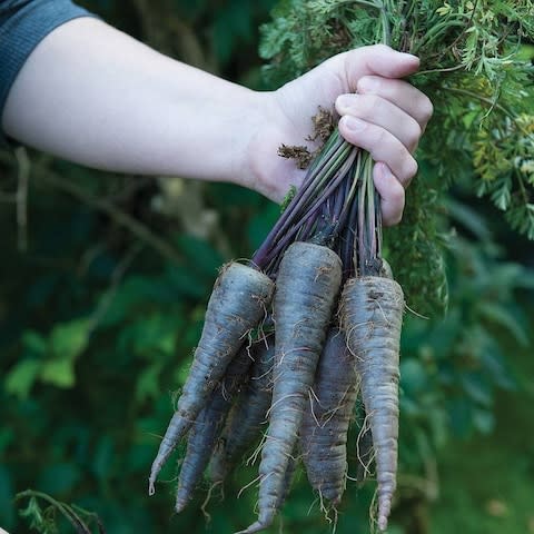 Roast 'Purple Sun' carrots to retain the colour - Credit: Thompson & Morgan
