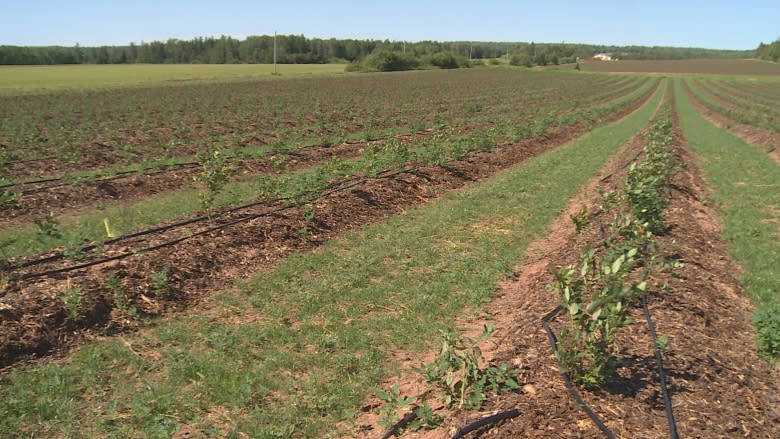 Father and son from Georgia run high bush blueberry project on P.E.I.