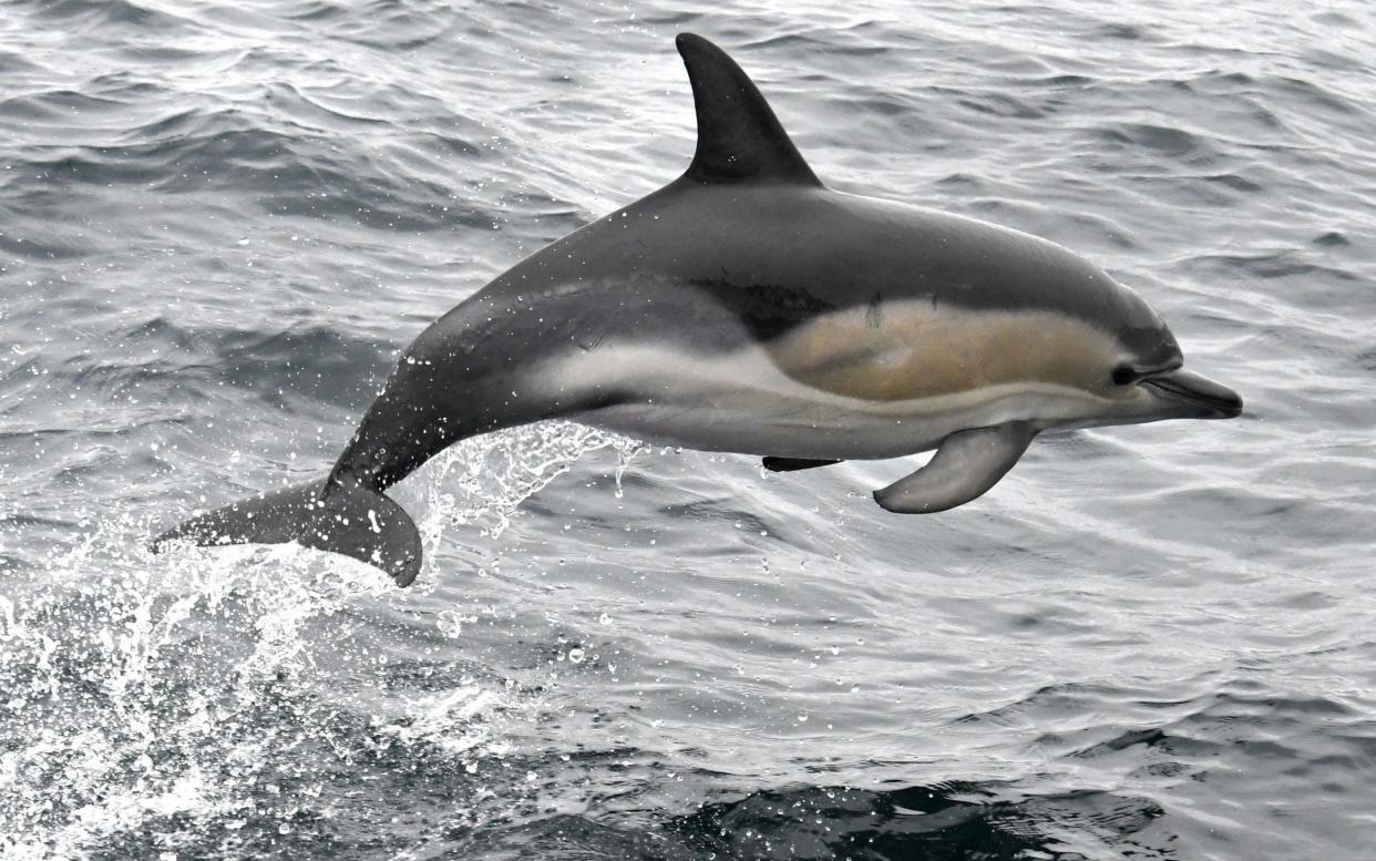 A dolphin, belived to be Zafar, leaps out of the water off the coast of la Foret-Fouesnant, western France - AFP