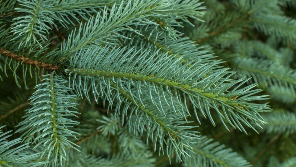 types of christmas trees white spruce