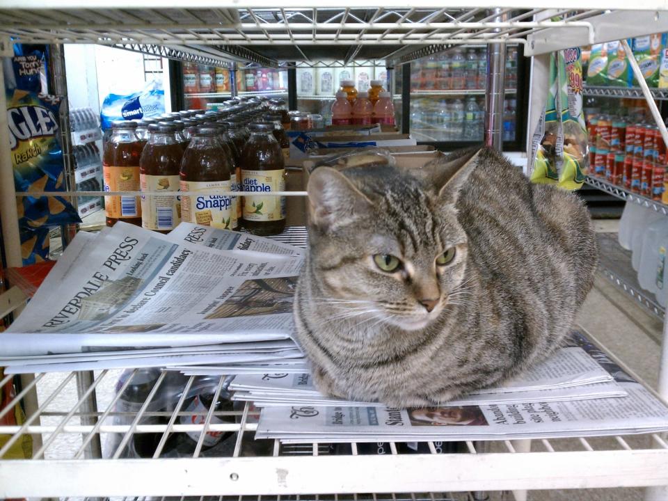 Bodega Cat - Paulina from Riverdale, NYC