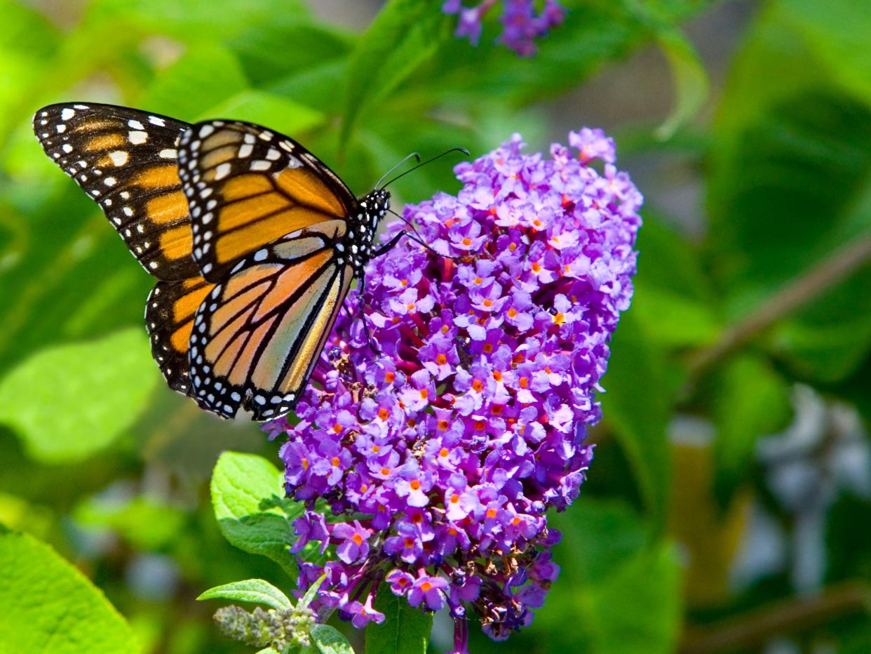 "A vibrantly colourful monarch butterfly upon a purple butterfly bush in Taos, New Mexico."