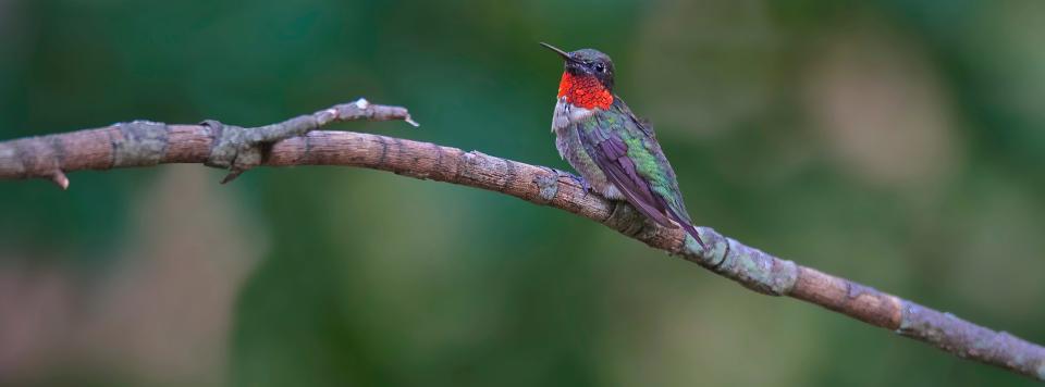 Studies show as many as 900 million birds like this fragile ruby-throated hummingbird fatally collide with windows each year in the United States. Window collisions are a problem unique to birds; bats use echolocation and can sense a barrier in front of them, while birds travel by vision alone.