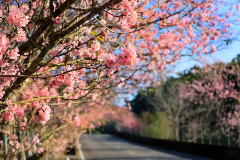 ▲日月潭的櫻花正值滿開！涵碧樓推出「春舞涵碧．櫻花美饌」賞櫻之旅住房專案，面日月潭180度湖景的湖景套房平日20,200元+10%起，享一泊二食。（圖／涵碧樓提供）