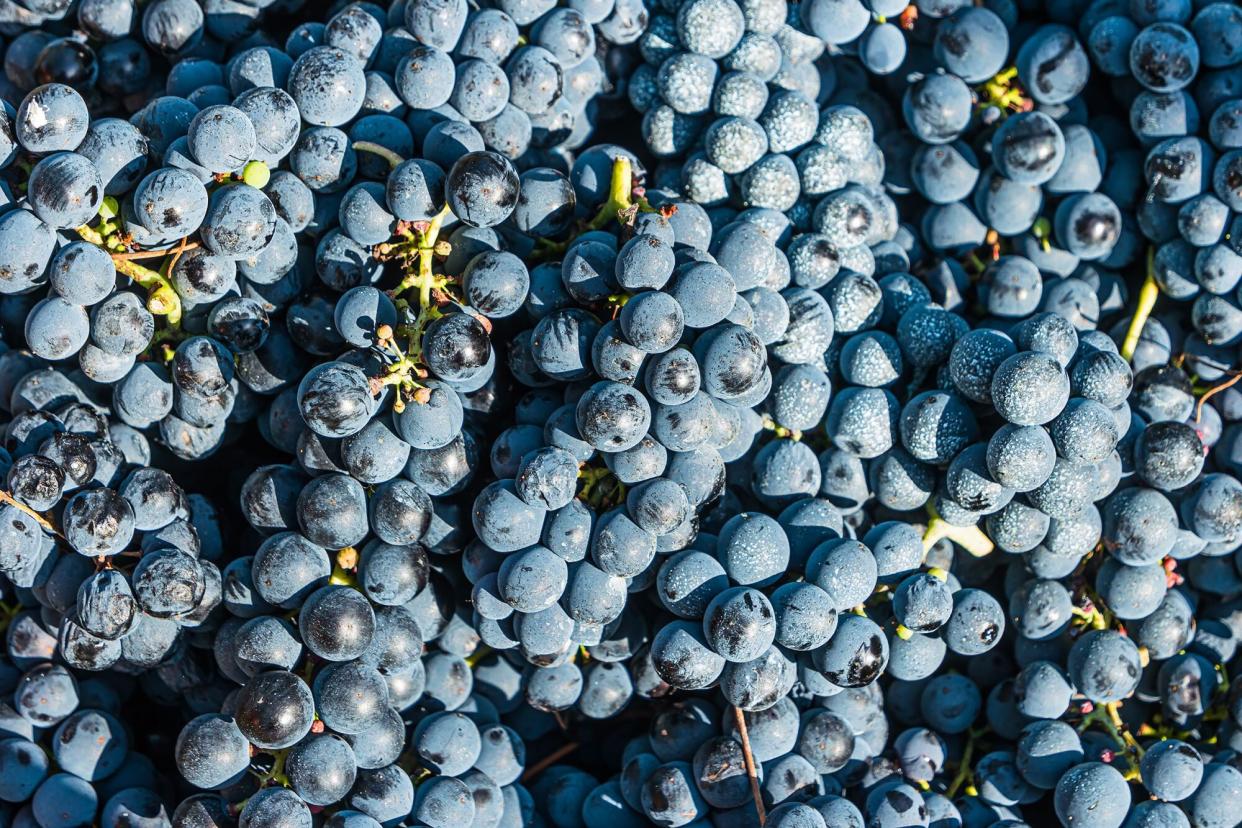 Shiraz (or Syrah) grapes