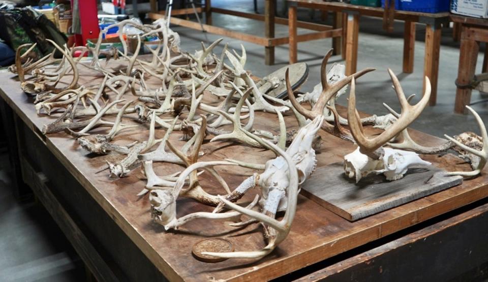 A whole range of antlers available to buy from the Moselle estate (Liberty Auction)