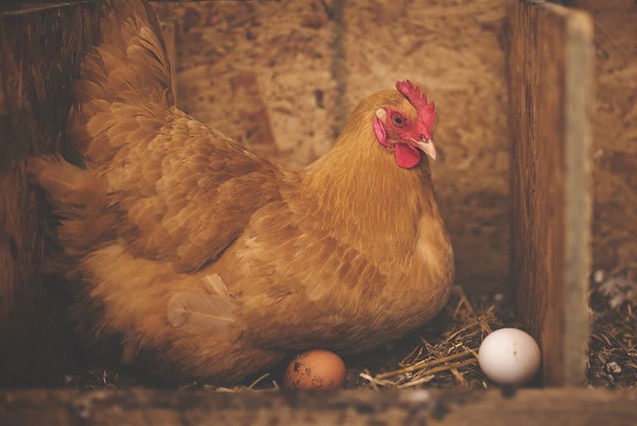 ¿Qué fue antes, el huevo o la gallina? En Física Cuántica los dos llegaron primero | imagen Pixabay