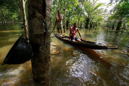 Phon Tongmak, a rubber tree farmer (L), rows a boat in floodwaters in his rubber plantation with his friend at Cha-uat district in Nakhon Si Thammarat Province, southern Thailand, January 18, 2017. REUTERS/Surapan Boonthanom