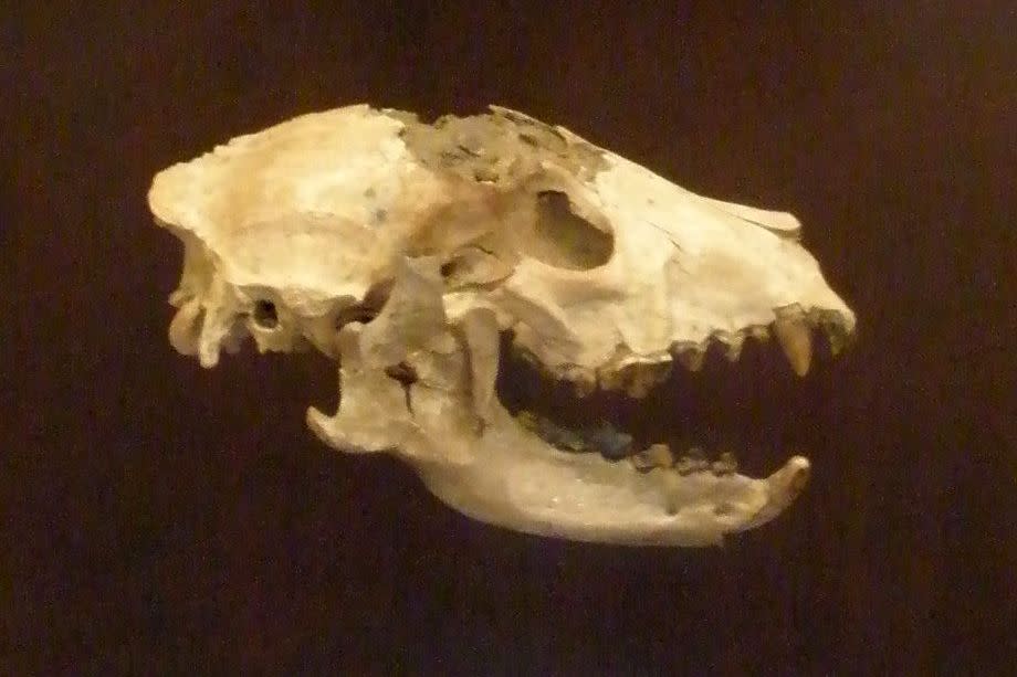 fossil of Tormarctus, an extinct carnivoran