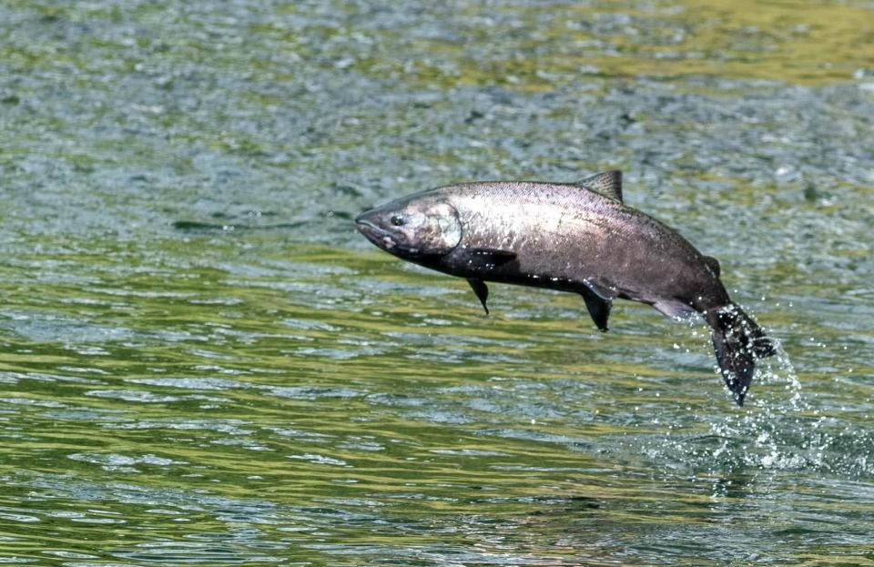 Chinook salmon fishing will be closed in the Central Valley rivers and ocean this year, but anglers can still target kokanee and king salmon on foothill lakes in Northern and Central California.