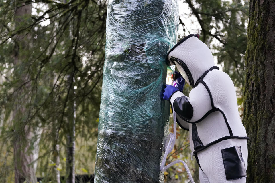 Wearing a protective suit, Washington State Department of Agriculture entomologist Chris Looney fills a tree cavity with carbon dioxide after vacuuming a nest of Asian giant hornets from inside it Saturday, Oct. 24, 2020, in Blaine, Wash. Scientists in Washington state discovered the first nest earlier in the week of so-called murder hornets in the United States and worked to wipe it out Saturday morning to protect native honeybees. Workers with the state Agriculture Department spent weeks searching, trapping and using dental floss to tie tracking devices to Asian giant hornets, which can deliver painful stings to people and spit venom but are the biggest threat to honeybees that farmers depend on to pollinate crops. (AP Photo/Elaine Thompson)