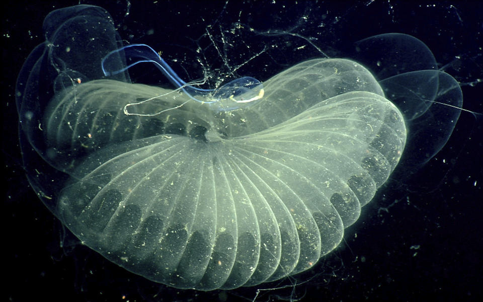 This 2002 photo provided by the Monterrey Bay Aquarium Research Institute shows a close up view of a "giant larvacean" and its "inner house" - a mucus filter that the animal uses to collect food. The creature, usually three to ten centimeters (about one to four inches) in length, builds a huge mucous structure that functions as an elaborate feeding apparatus, guiding food particles into the animal's mouth. When the filters get clogged, the larvacean abandons them. The abandoned filters sink toward the seafloor, and become an important food source for other marine animals. (MBARI via AP)