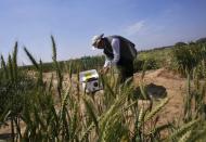 R. N. Sahoo, a senior scientist at the Indian Agricultural Research Institute (IARI), prepares to install a high resolution remote sensor used for crop mapping in a wheat field at IARI in New Delhi, March 20, 2015. REUTERS/Anindito Mukherjee