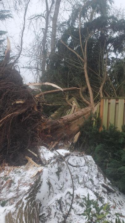 A tree fell in the backyard of this Lake Oswego home, January 13, 2024 (Garth/Vickie Meihoff)