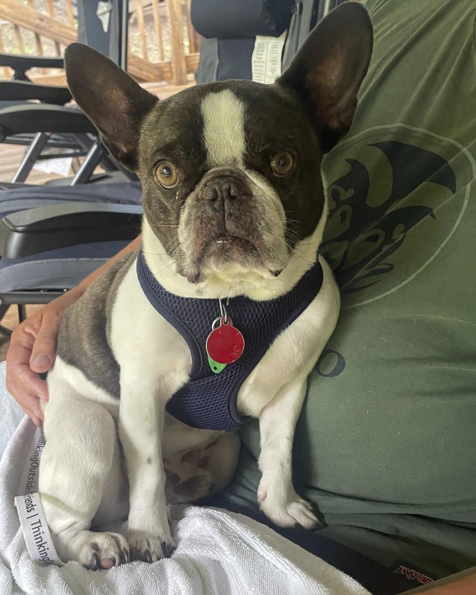 This photo provided by the Allegheny County, Pa., Police Department shows a brown-and-white male French bulldog. Authorities announced on Thursday, Aug. 24, 2023, that Allison Lyn Gaiser, the woman accused of intentionally abandoning her French bulldog at a Pennsylvania airport before she boarded a flight to a resort in Mexico earlier this month, has been charged with animal cruelty and related charges. (Allegheny County Police Department via AP)