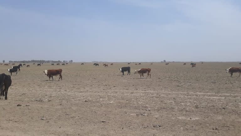 Campos sin pasto por la sequía en la región