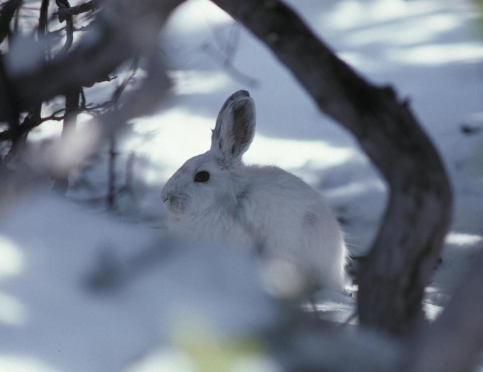 Snowshoe hares change the color of their fur to white in the winter to avoid predators.