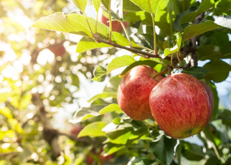 Pick apples.