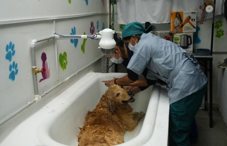 Dos reclusas bañan a un golden retriever en el primer día de actividad de un centro para mascotas en la cárcel de mujeres de Obrajes, en La Paz, Bolivia, el 6 de febrero de 2024. En el centro, bautizado como "La perruqueria", se ofrecen servicios de cuidado de las mascotas a bajo costo. (AP Foto/Juan Karita)