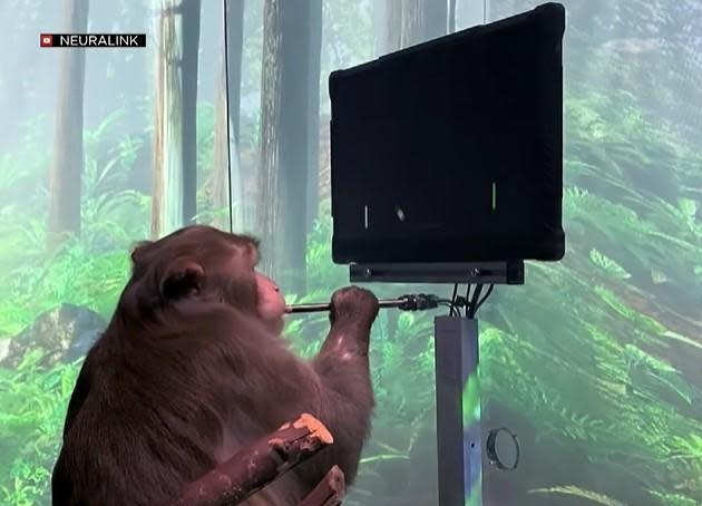 Pager, a nine-year-old macaque, is seen playing the video game Pong using only his brain waves after chips from Elon Musk co-founded company called Neuralink were implanted in both sides of his brain. / Credit: Neuralink / CBS San Francisco