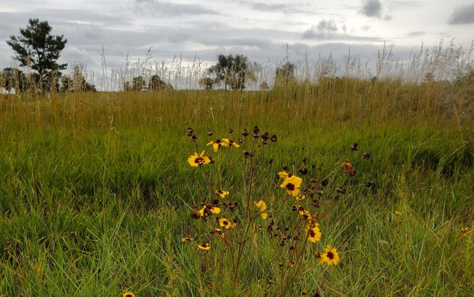 Wildflower seeds are being scattered by hand