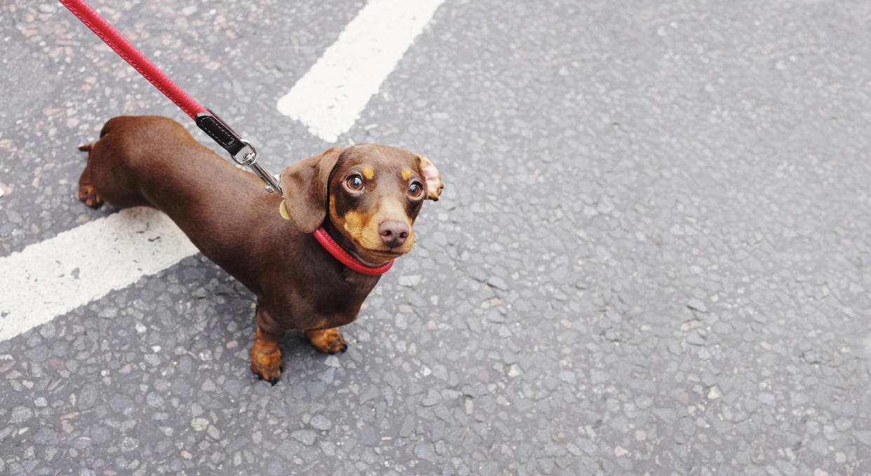 A Dachshund on a leash. (PHOTO :Getty Images)