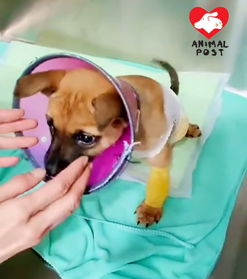 堅強的狗狗經歷過大手術，康復迅速。