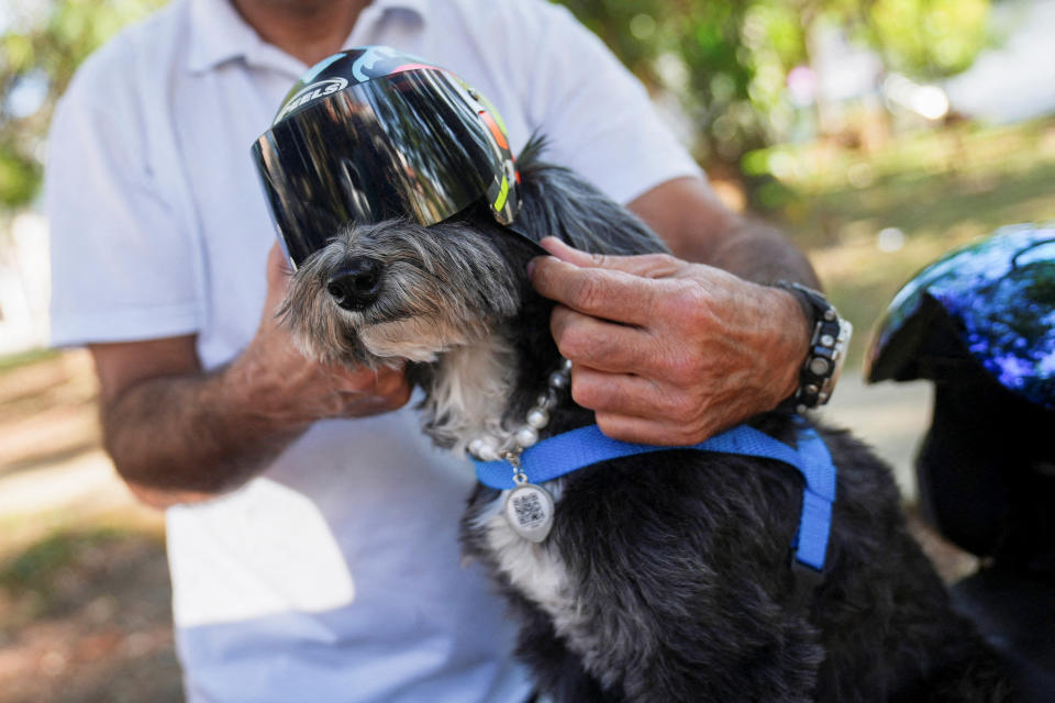 巴西狗狗「紅寶」曾是浪浪，如今和飼主一起拯救流浪狗。圖片來源：REUTERS/Leonardo Benassatto     