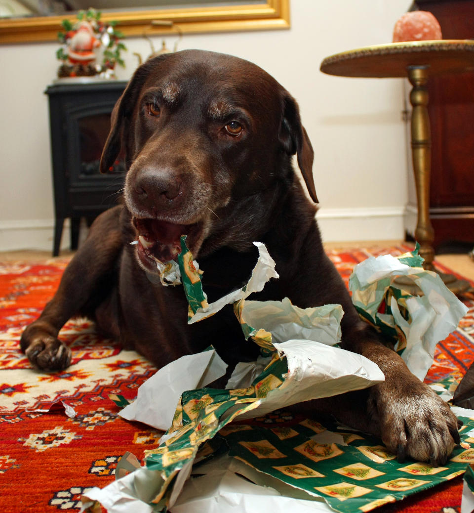 Dog chewing into Christmas wrapping paper as pet owners warned against leaving treat-filled presents on the ground.