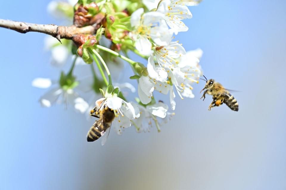 how to create a pollinator garden