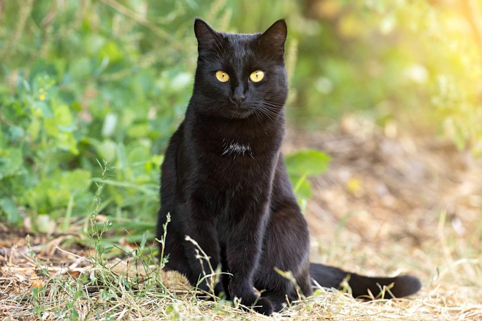 bombay cat sitting in grass with sunlight