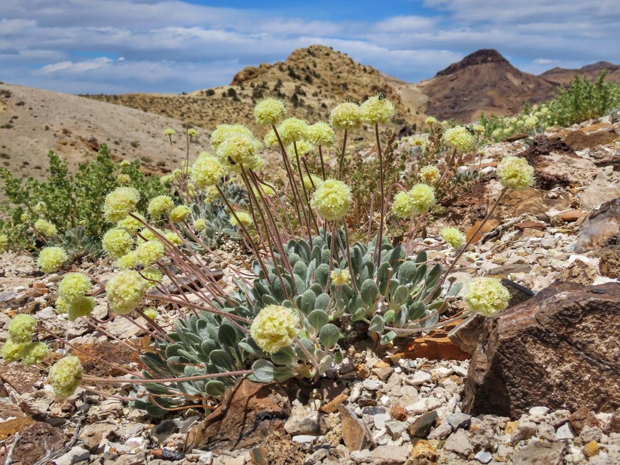 Tiehms_buckwheat_Patrick_Donnelly_Center_for_Biological_Diversity.jpeg