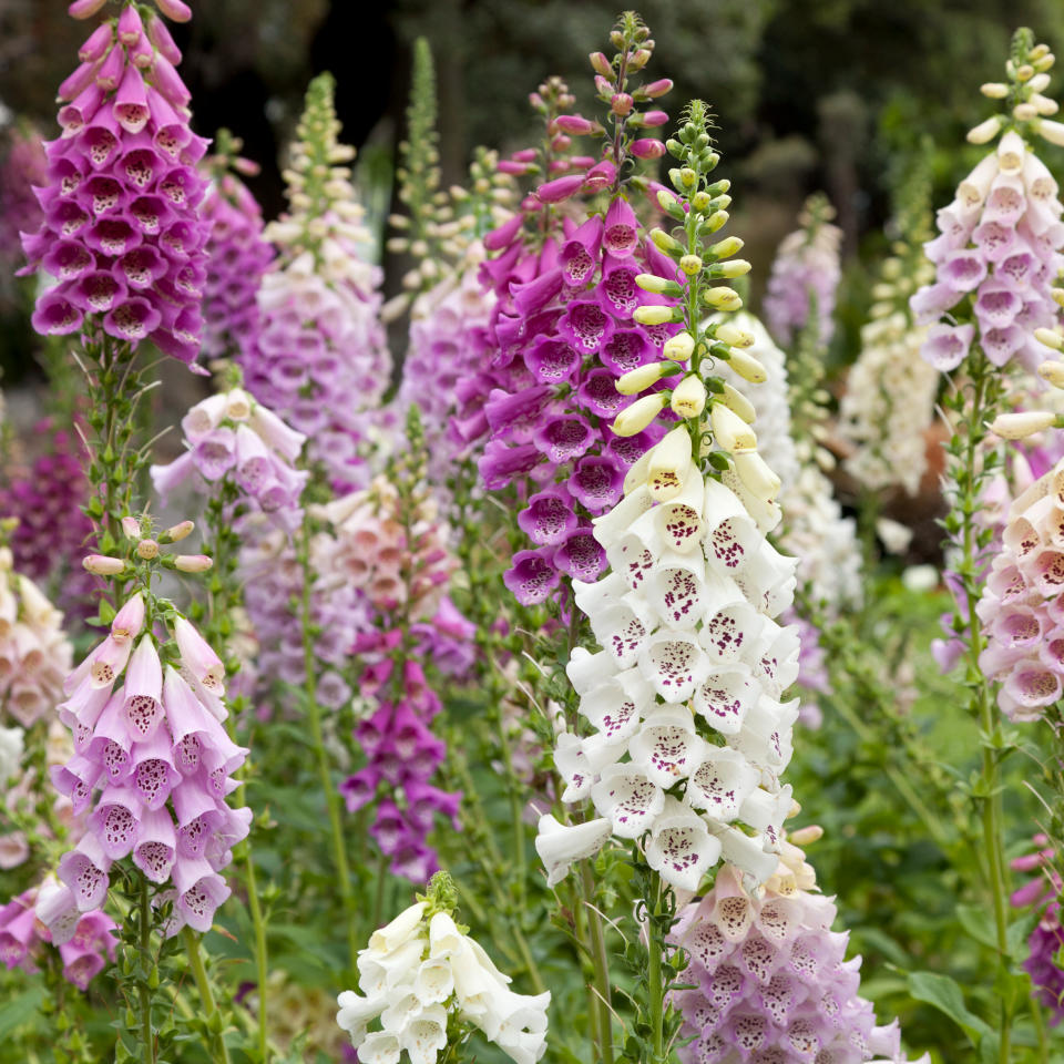 Foxgloves in a garden