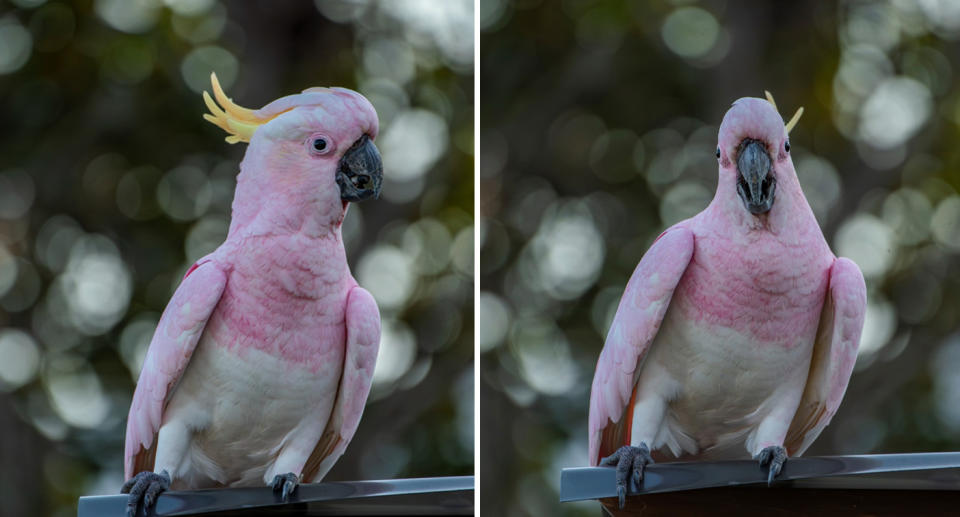 Pink cockatoo can be seen resting on a bin, showing its side profile (left) and looking straight on at the camera (right).