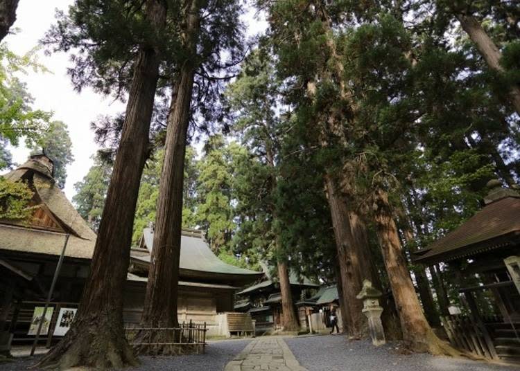 ▲神社境內竟約有30座神殿