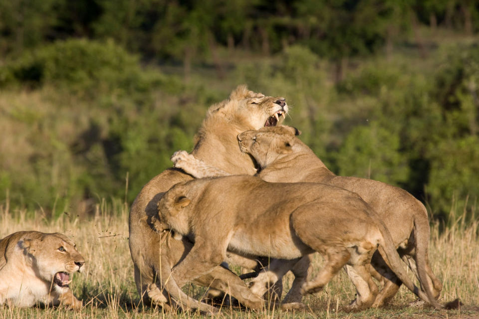 These are the rip-roaring scenes of a mass battle between a pride of lions which were snapped by a brave photographer from just TWENTY metres away. The spontaneous brawl in the Serengeti National Park, Tanzania was caught by amateur photographer Andrew Atkinson who captured the early morning combat between the young cats just as the sun came up. The safari truck he was on pulled up as the dominant male strode over to kick-start the turf wars between the big cats who can tip the scales at anywhere up to the 180kg mark. PIC BY ANDREW ATKINSON / FOTOLIBRA / CATERS NEWS