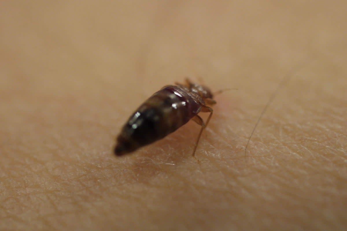 Bed bug callouts have soared by a fifth in London in the past year, new figures have revealed (PA Media)