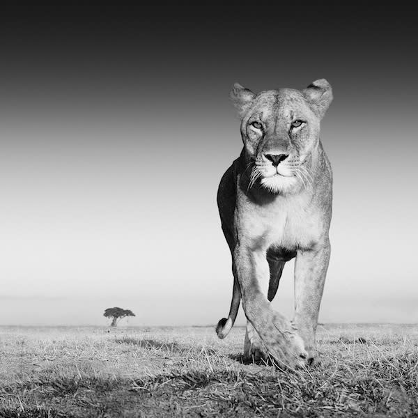 lioness attracted by old spice aftershave