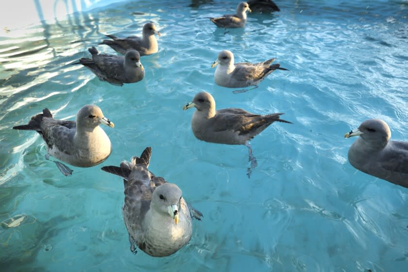 Fairfield, CA, January 18, 2022 -- At the International Bird Rescue, in Fairfield, California, a group of furmars, a type of sea bird, wait to be fed before some are released at Doran Beach in Bodega Bay. They were found in distress on Manchester Beach, along the Mendocino coast in mid-December. (Carolyn Cole / Los Angeles Times)