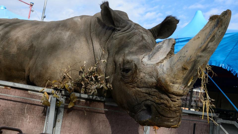 Wildtiere, wie hier ein Breitmaulnashorn, könnten in Wanderzirkussen bald Geschichte sein (Bild: dpa)