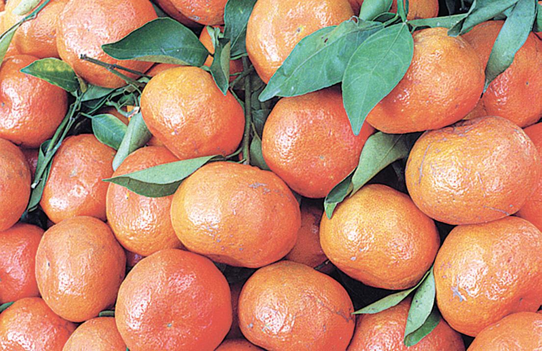 Beneficios de comer mandarina, incluido la pérdida de peso